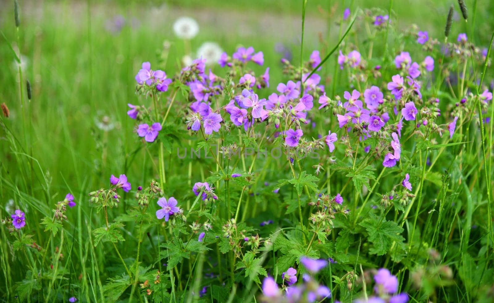 wood cranesbill in a meadow