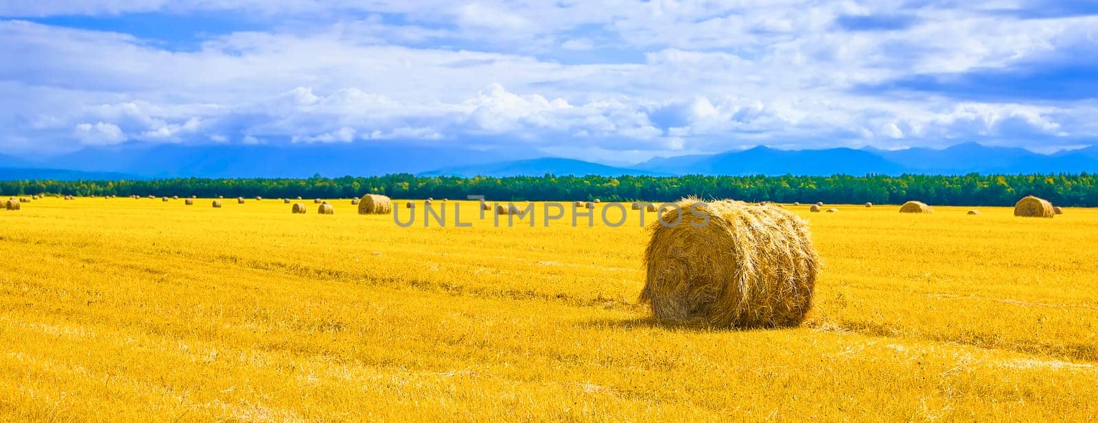 big round bales of straw in the meadow. Selective focus