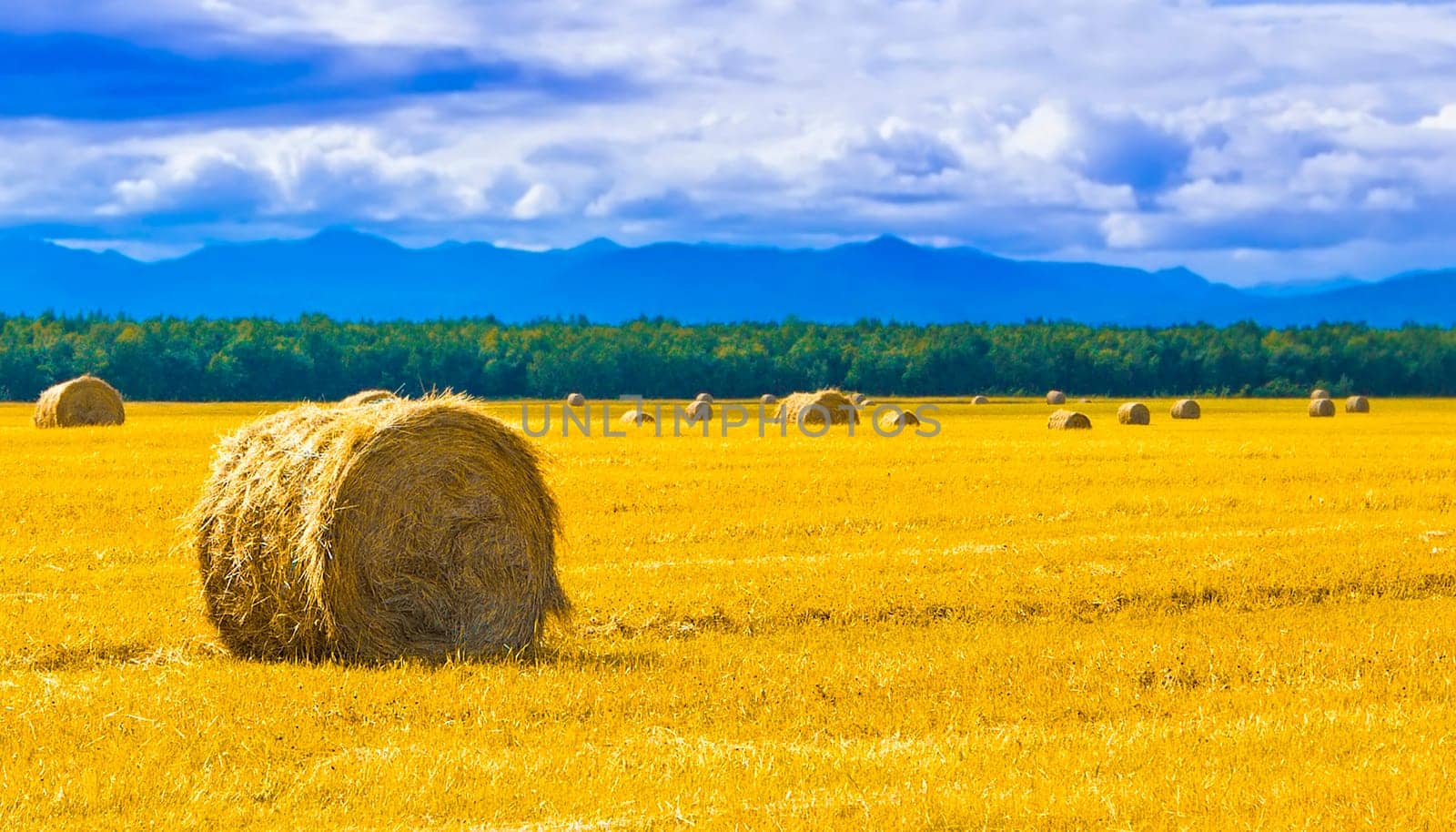 big round bales of straw in the meadow. Selective focus