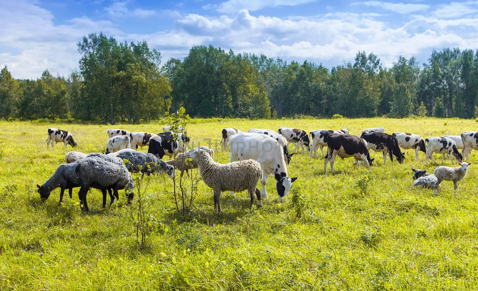 Flock of sheep and cows pasturing on green and yellow grass in a sunny day