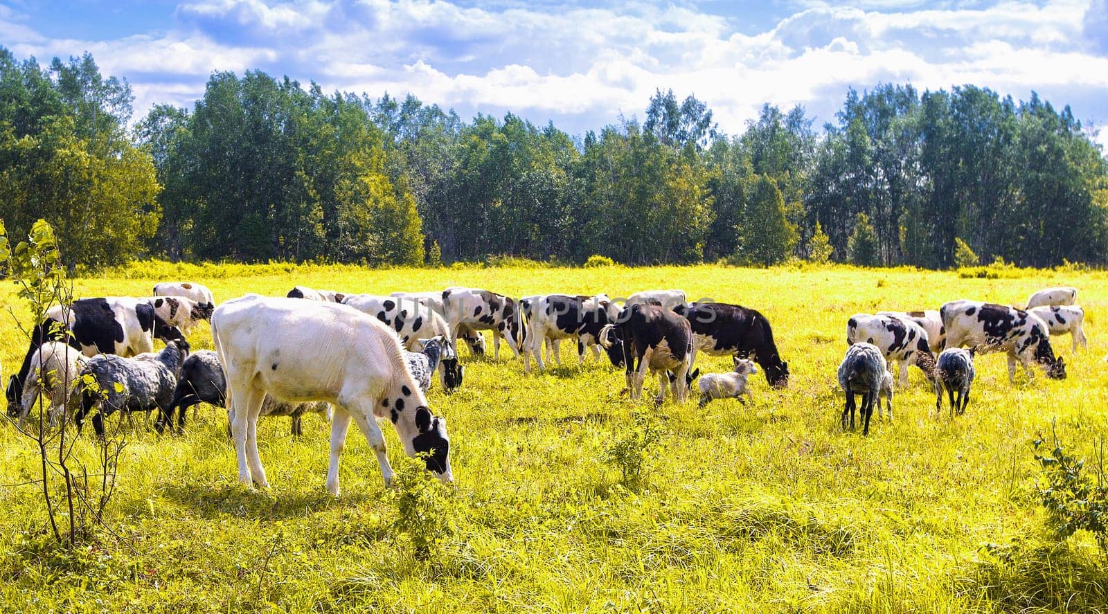 Flock of sheep and cows pasturing on green and yellow grass in a sunny day