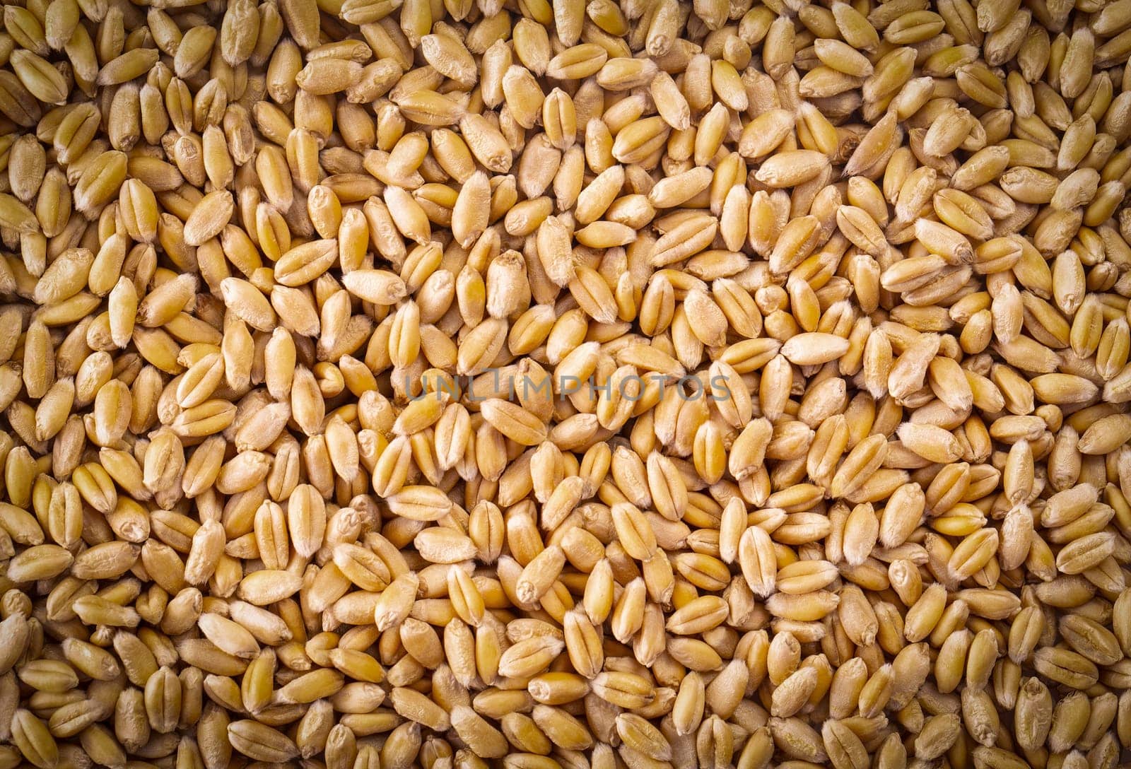 The Processed organic wheat grains as agricultural background.  Selective focus