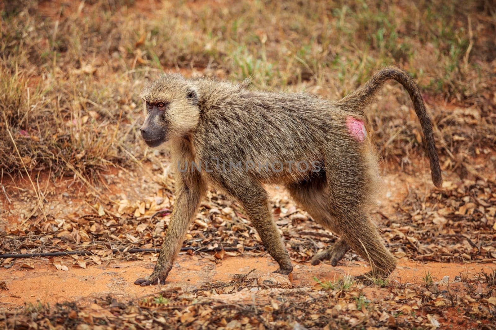 Yellow baboon (Papio cynocephalus)  walking on savanna. Amboseli national park, Kenya