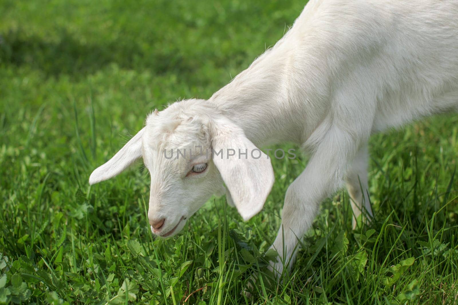 Detail of young goat kid feeding on a grass with spring meadow in background.