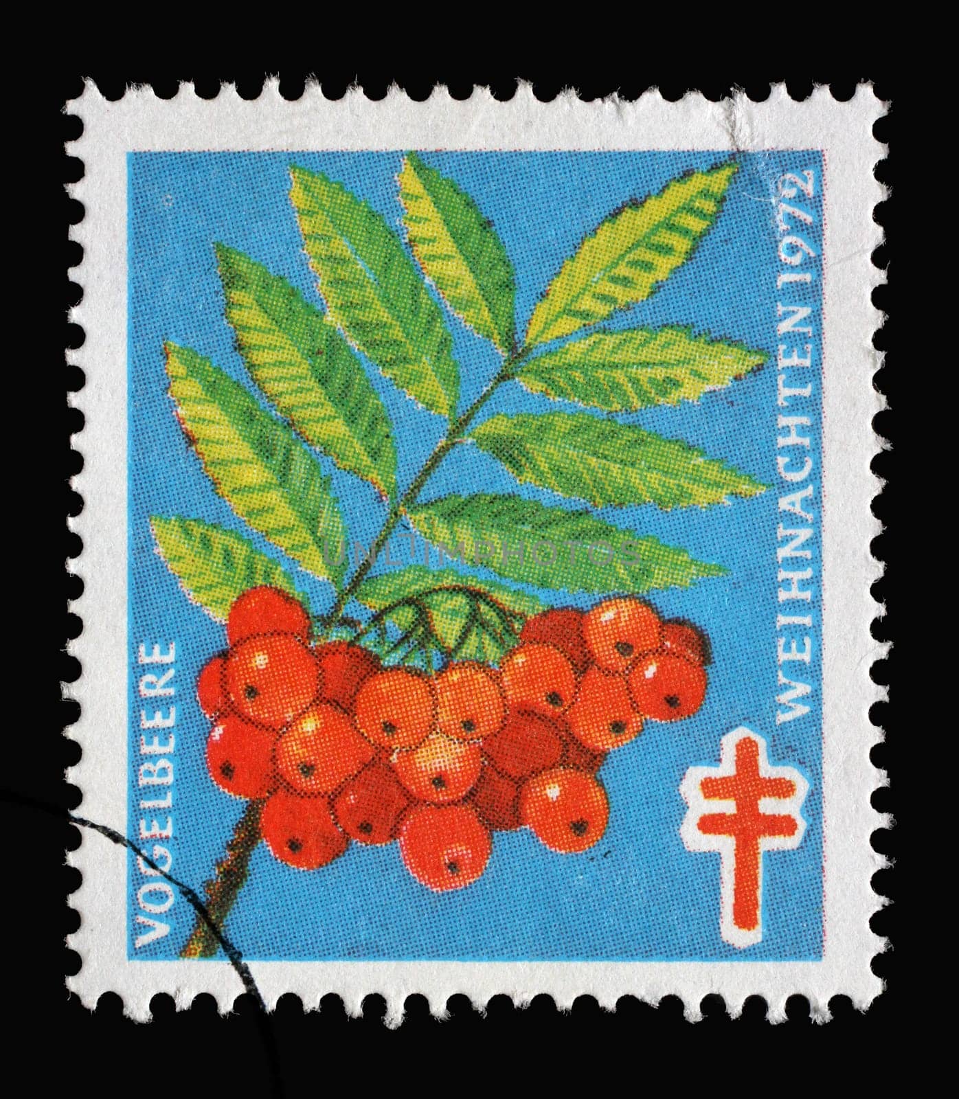 A stamp printed in Germany showing Sorbus aucuparia tree, Christmas seal stamp to help the tuberculosis patient and to protect us, circa 1972