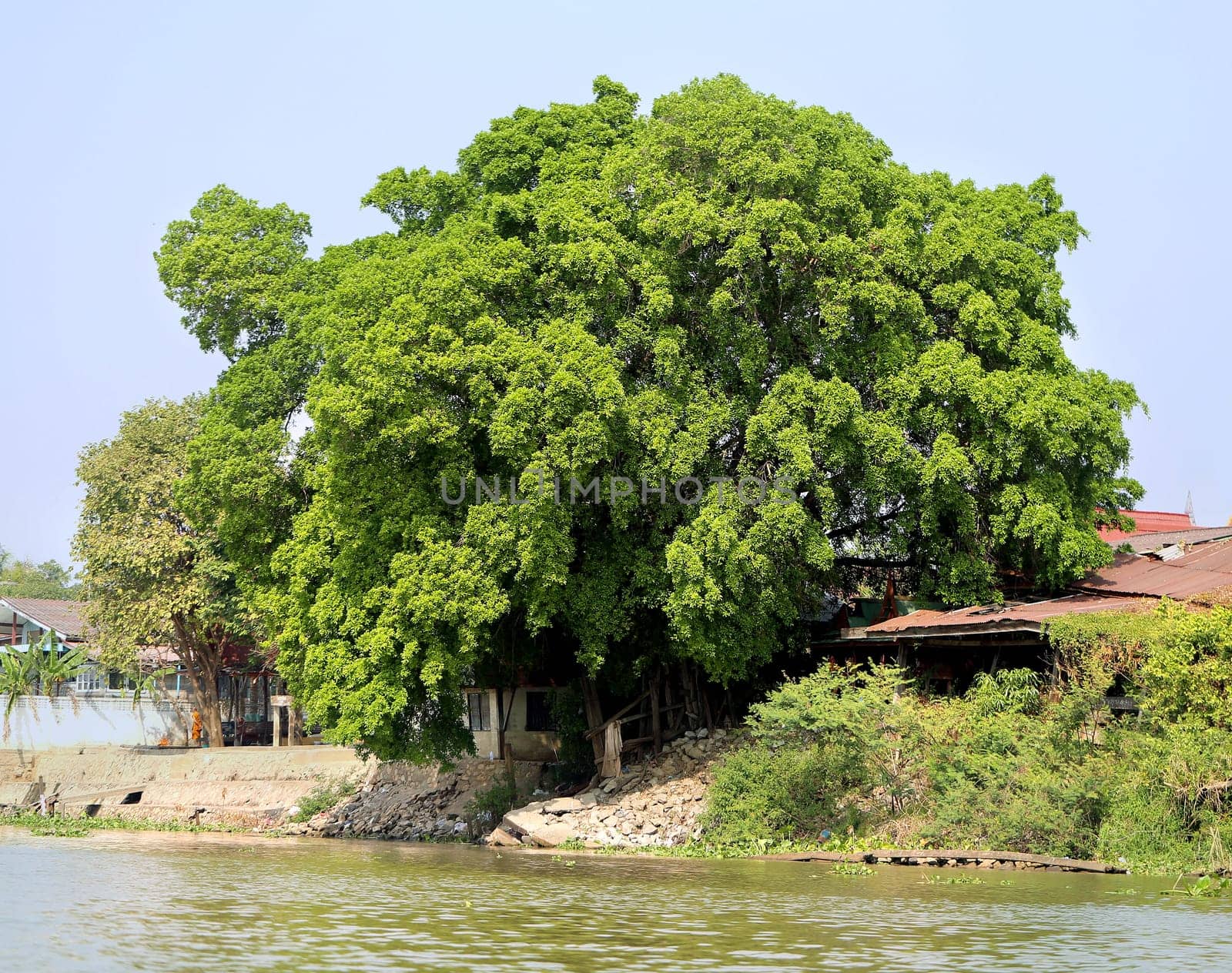Big tree river in Pattaya in Thailand