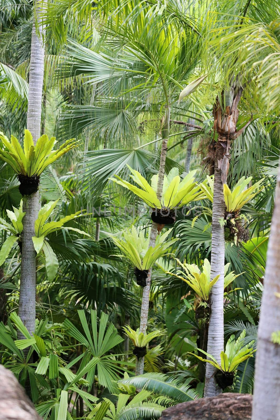Beautiful green palm trees photographed close up