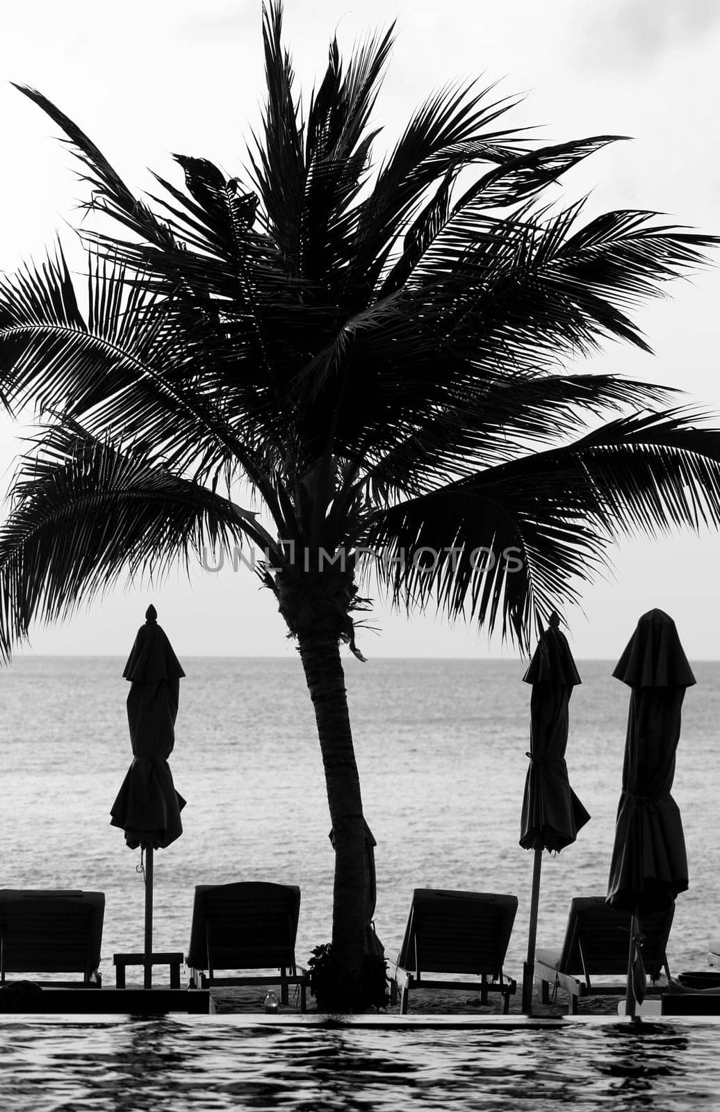 beautiful palm trees stand on the beach at sunset