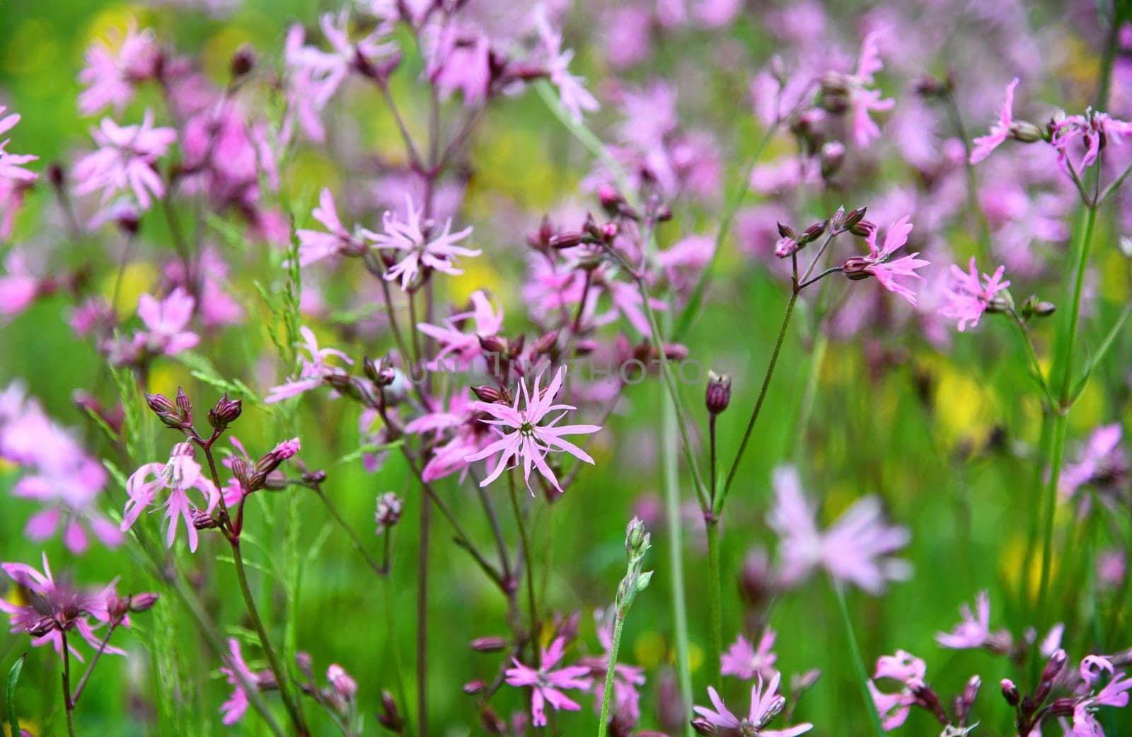 silene flos-cuculi