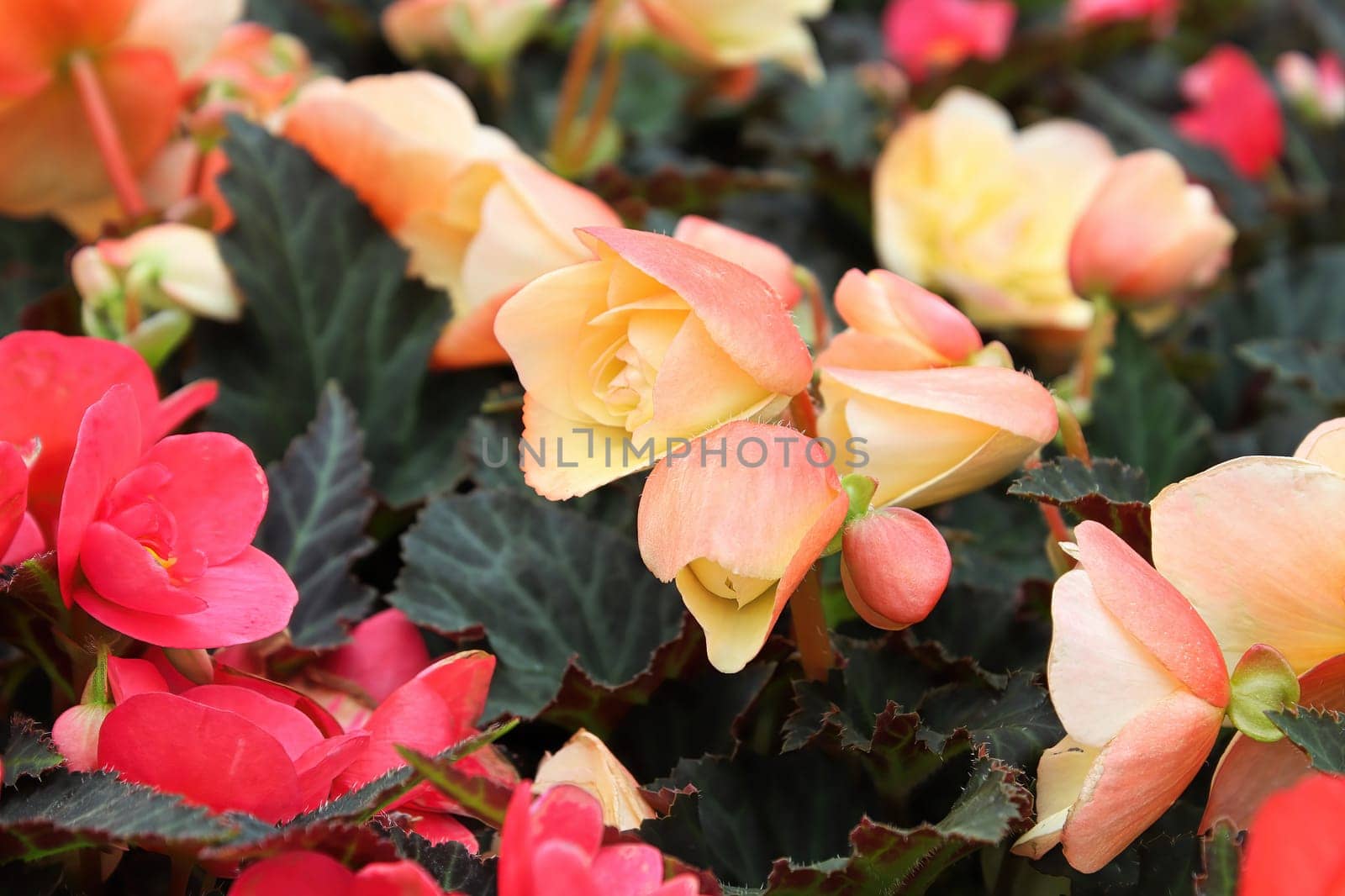 Closeup of pink and peach begonia flowers.