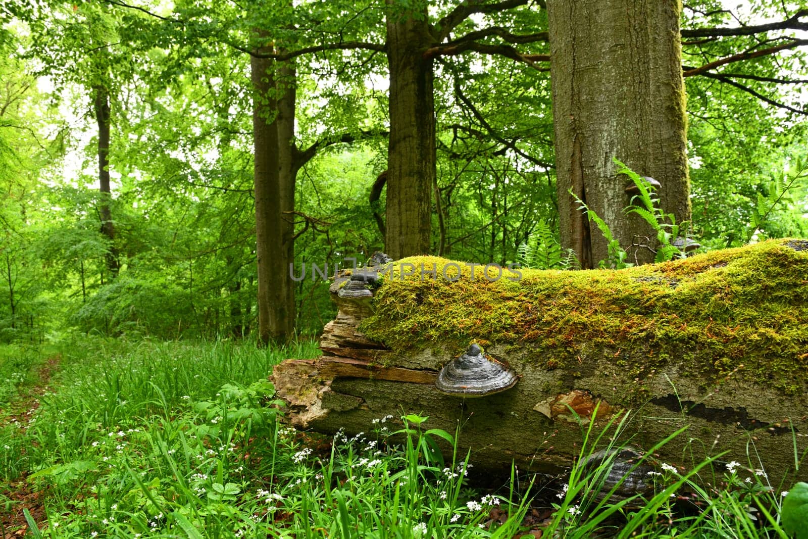 tree mushrooms