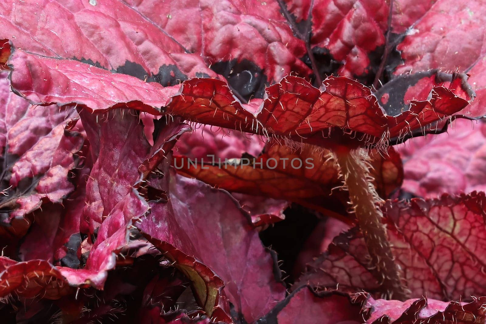 Closeup view of red bicolor begonia leaves.