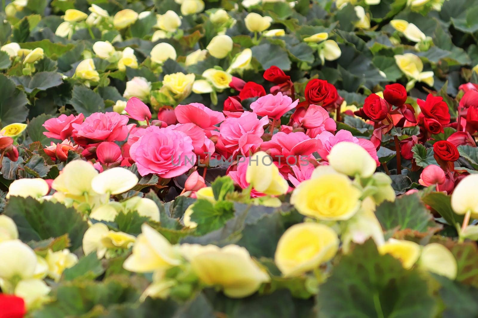 Tables of multicolored begonia flowers in bloom.