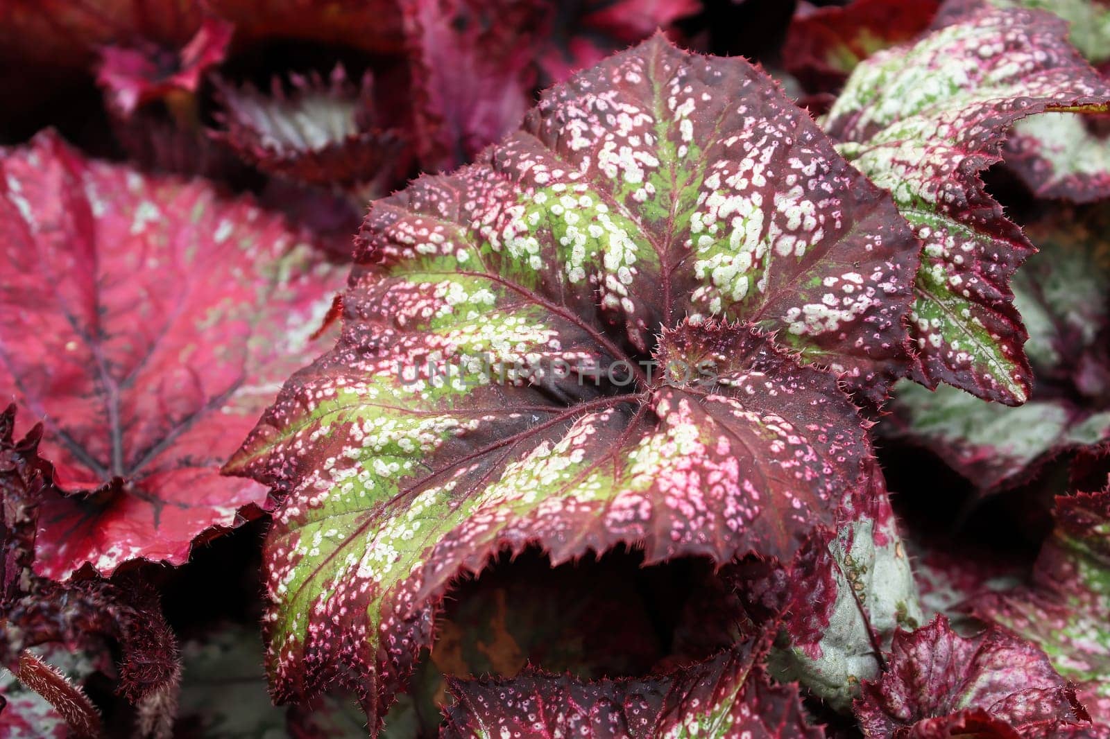 Closeup of multi-colored begonia leaves and veins.