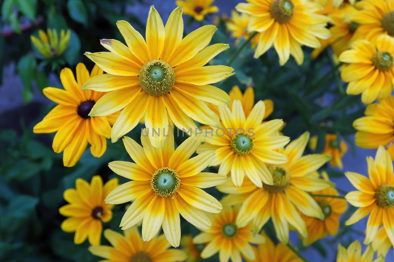 Clusters of yellow rudbeckia flowers blooming in the garden.