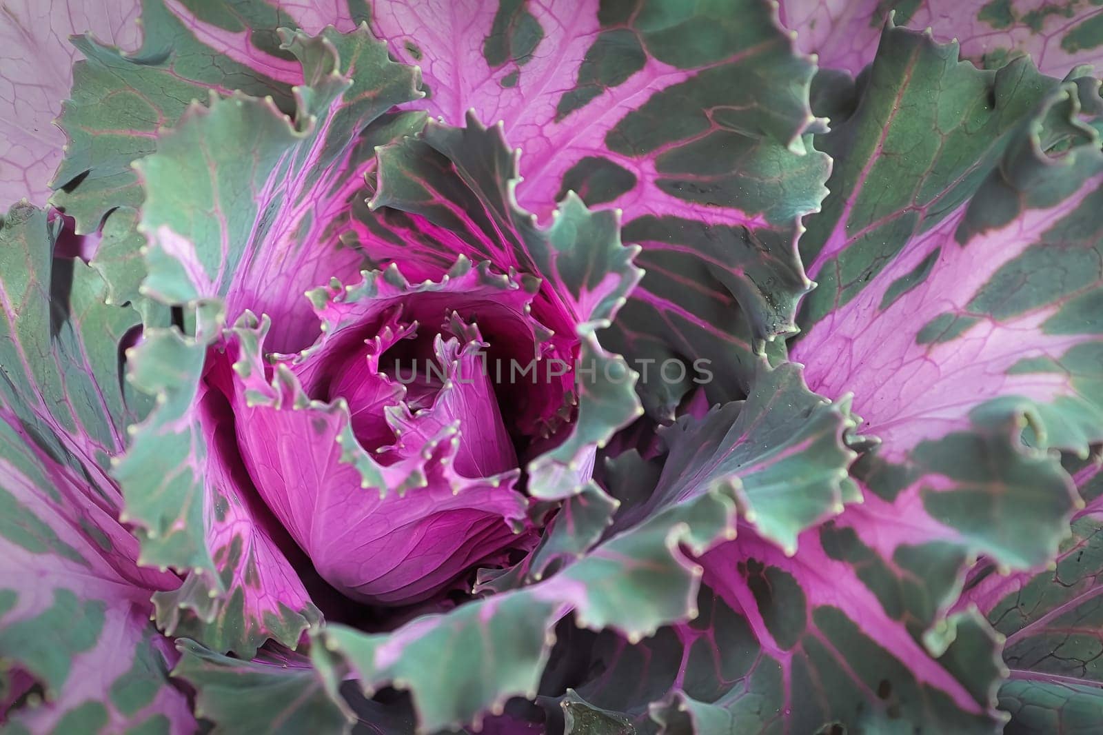 Macro of the center of ornamental bicolor kale.