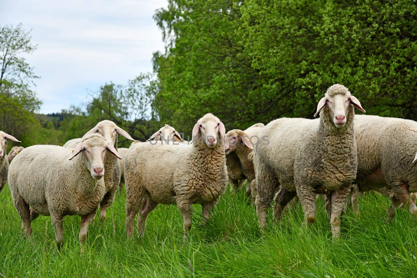 Sheepherd on the meadow