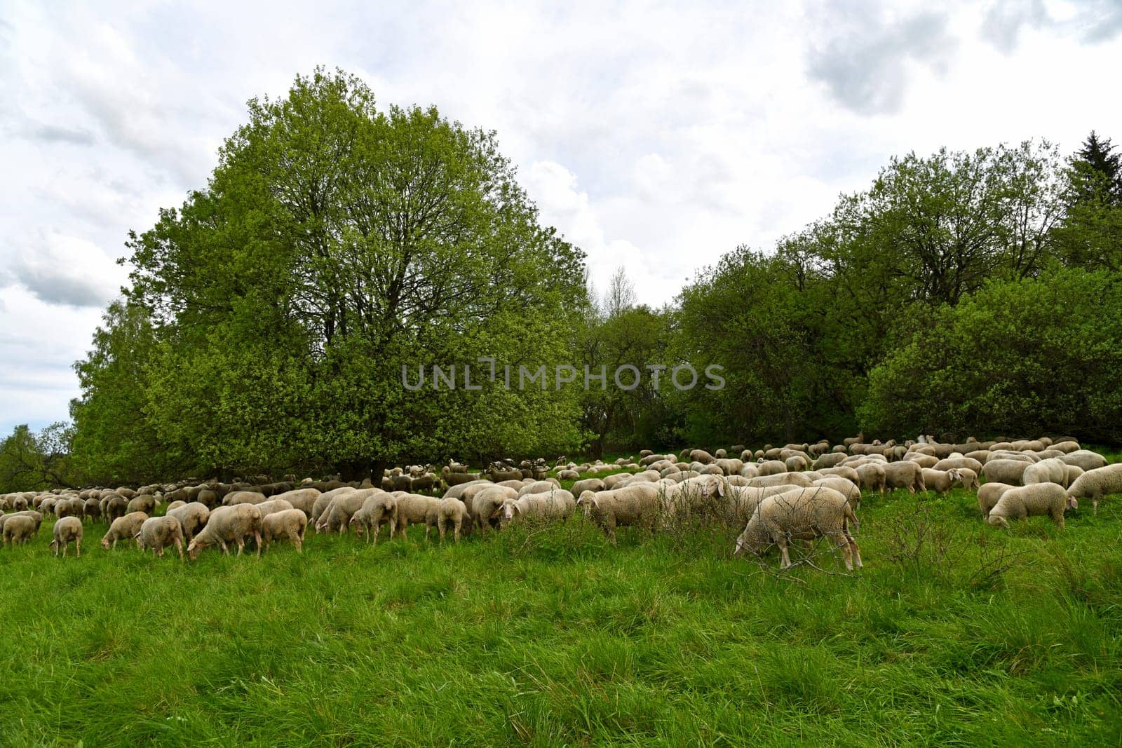 Sheepherd on the meadow