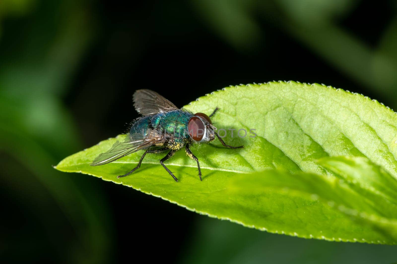 Detail of a blowfly sitting on a leaf against a dark green background