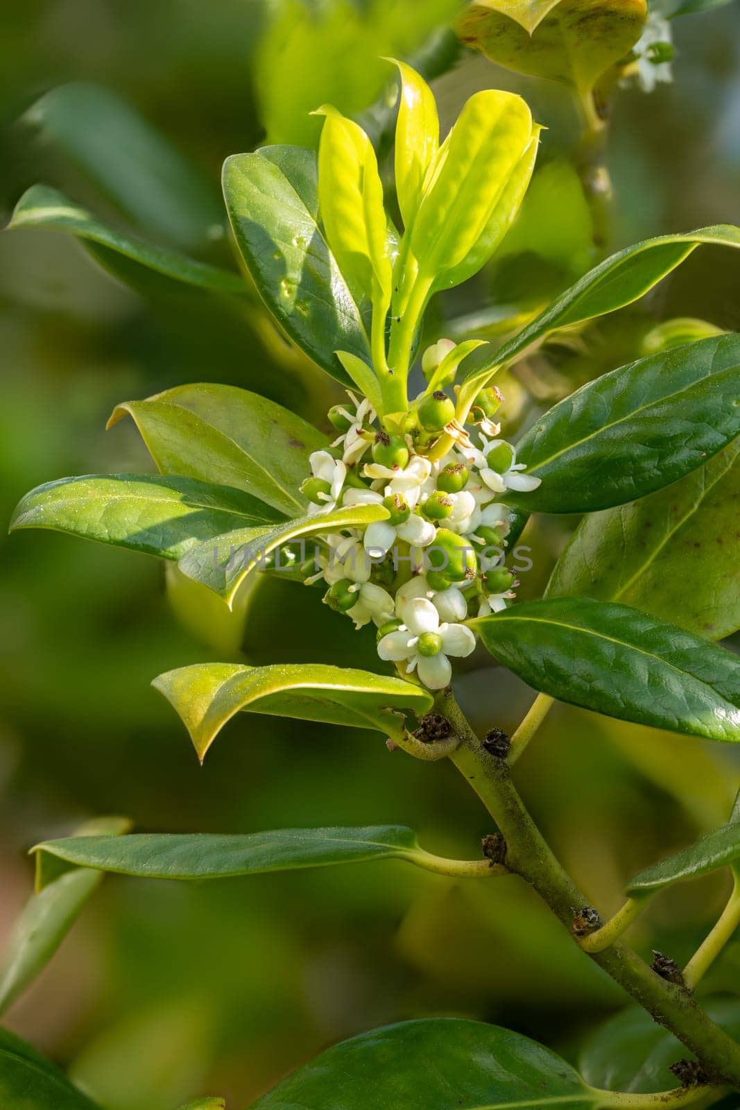 Detail of the flower with fruit set and leaves of the European holly Ilex aquifolium