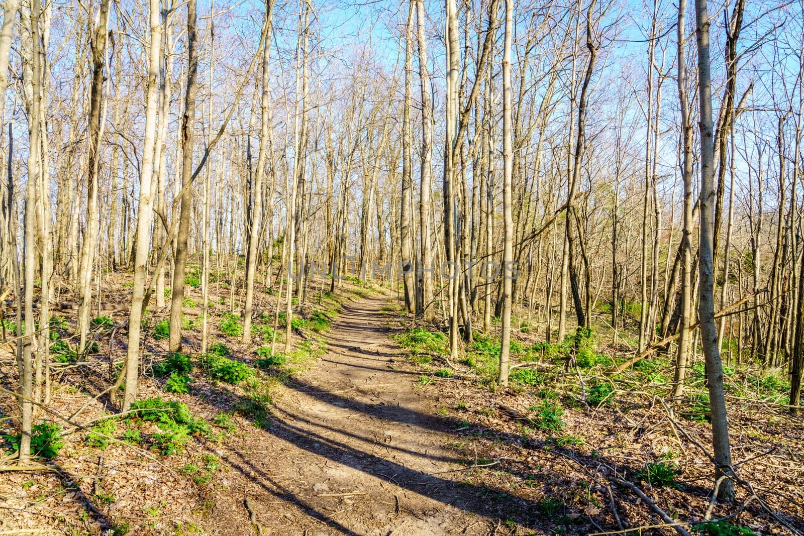 Hiking trail at the Pinnacles in Berea, Kentucky