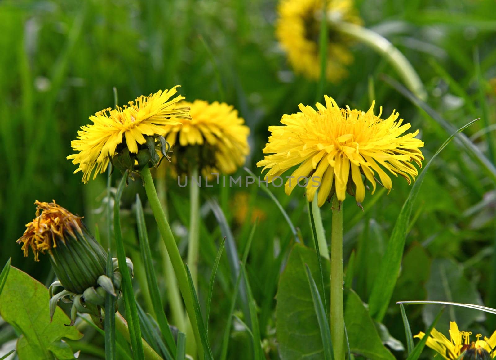 blooming dandelions in a meadow