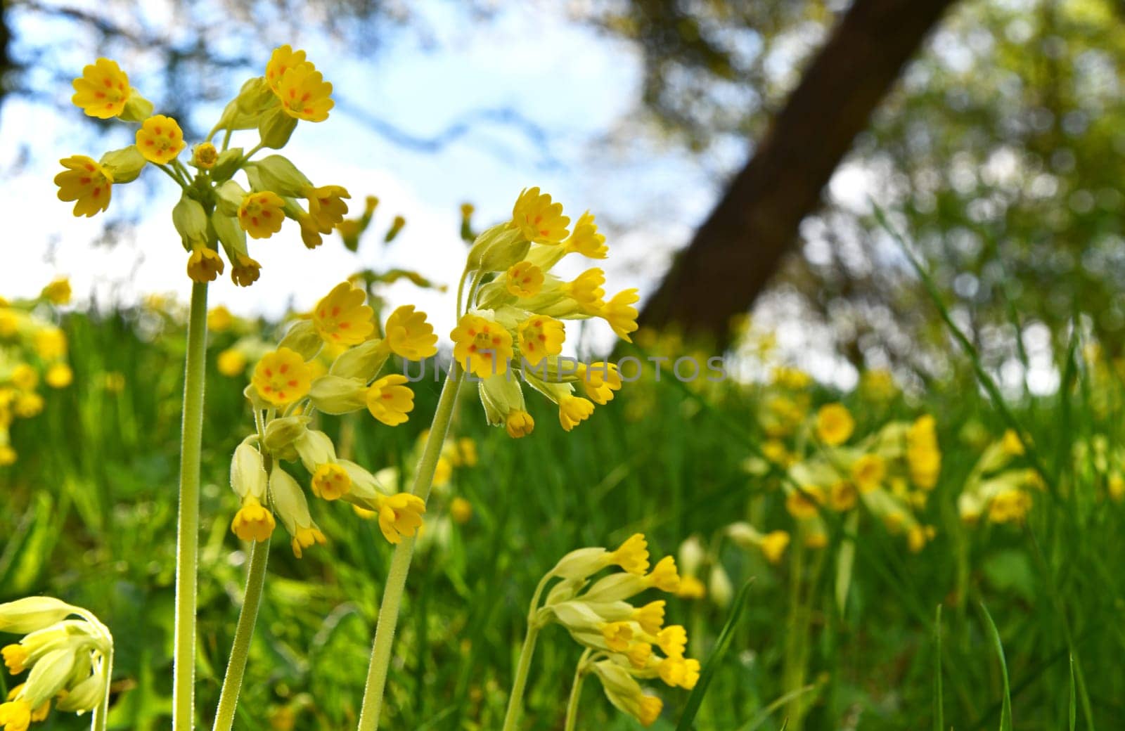 Cowslip in a meadow