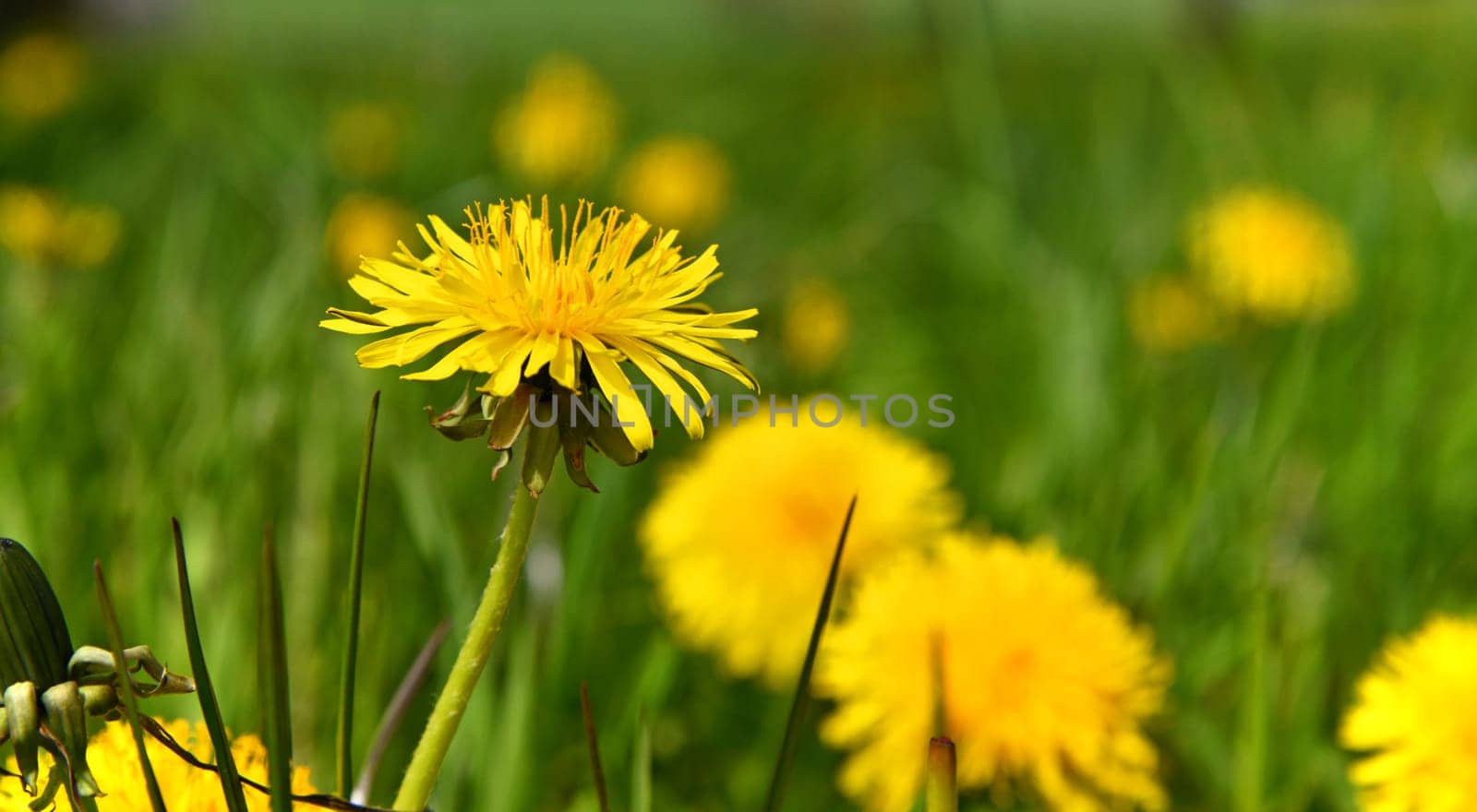 blooming dandelions in a meadow