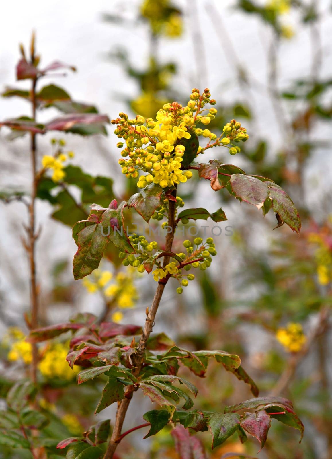 Mahonia aquifolium