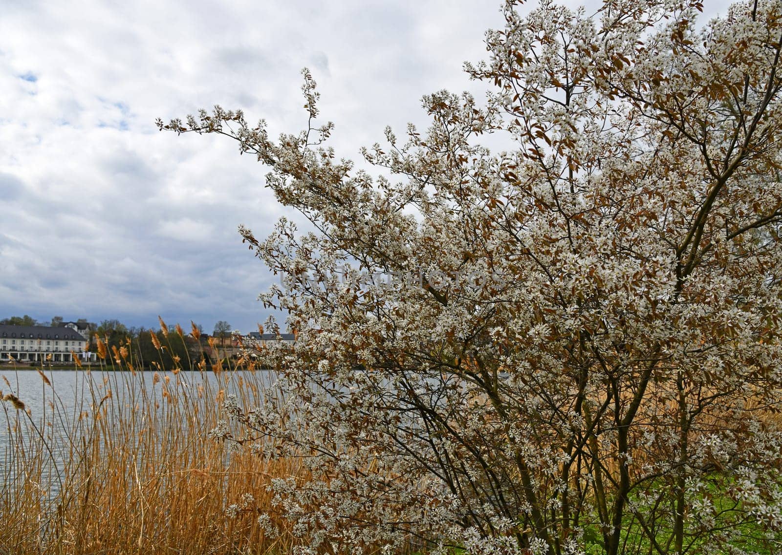 blooming rock pear