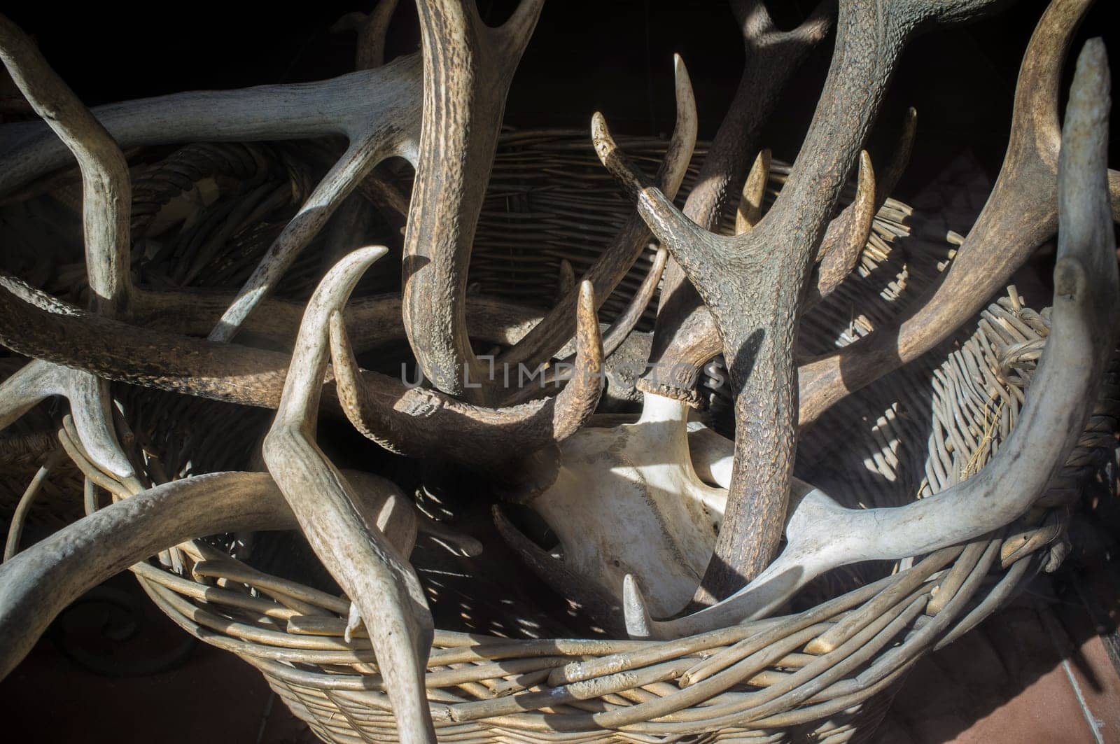 Basket full of stag horns. Selective focus