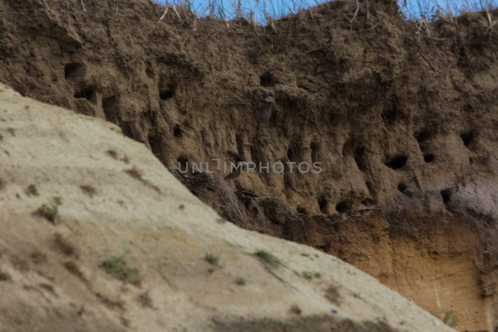 Swallows for swallows on the cliffs of Ahrenshoop city on the Baltic Sea peninsula Darss in Germany in summer.