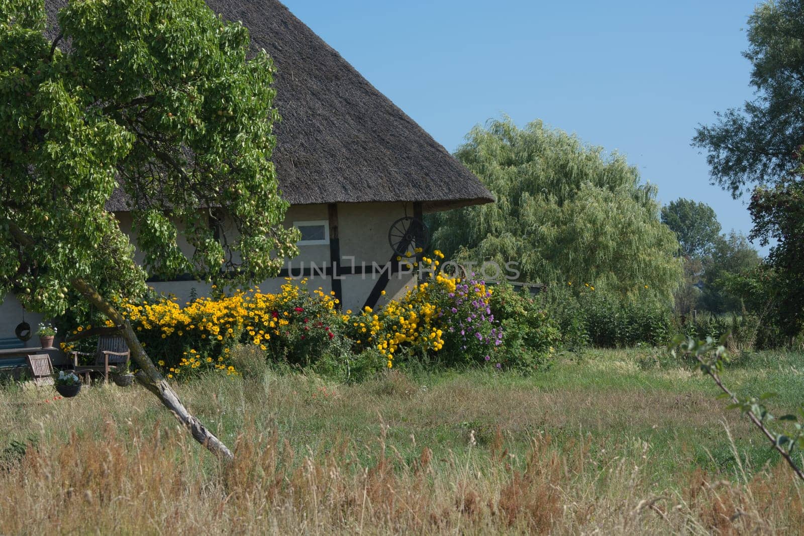 Houses on the Fischland-Darß with a thatched roof