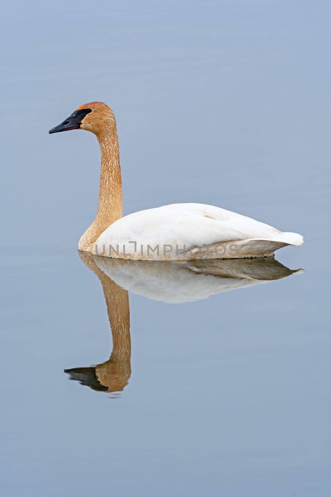 Elegant and Serene Tundra Swan on the Mississippi River New Savannah, Illinois