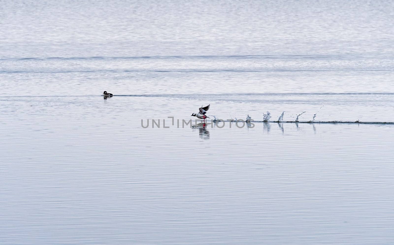Bufflehead Taking Off from the MIssissippi River near Savannah, Illinois