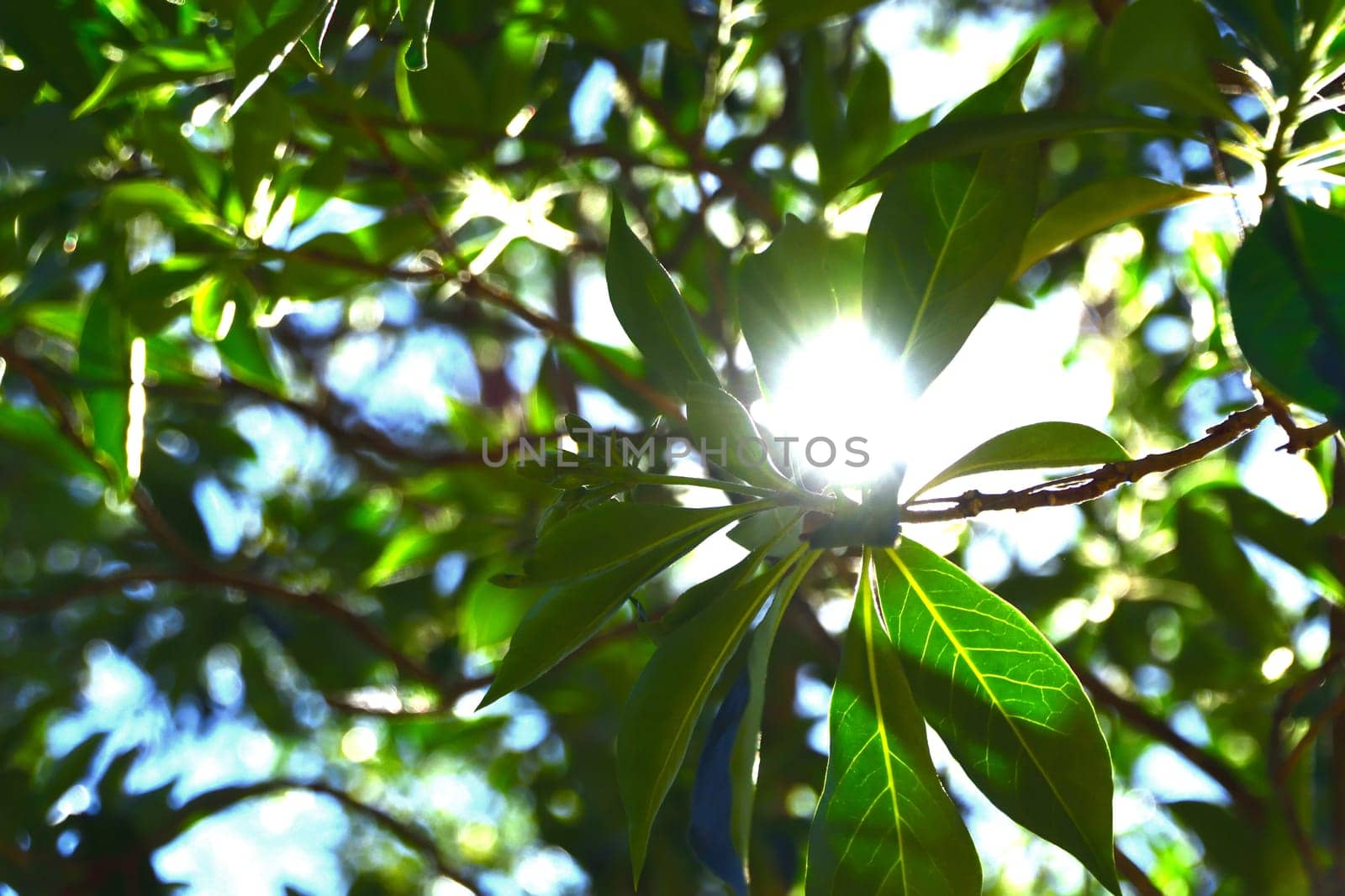 The sun shining bright through green leaves