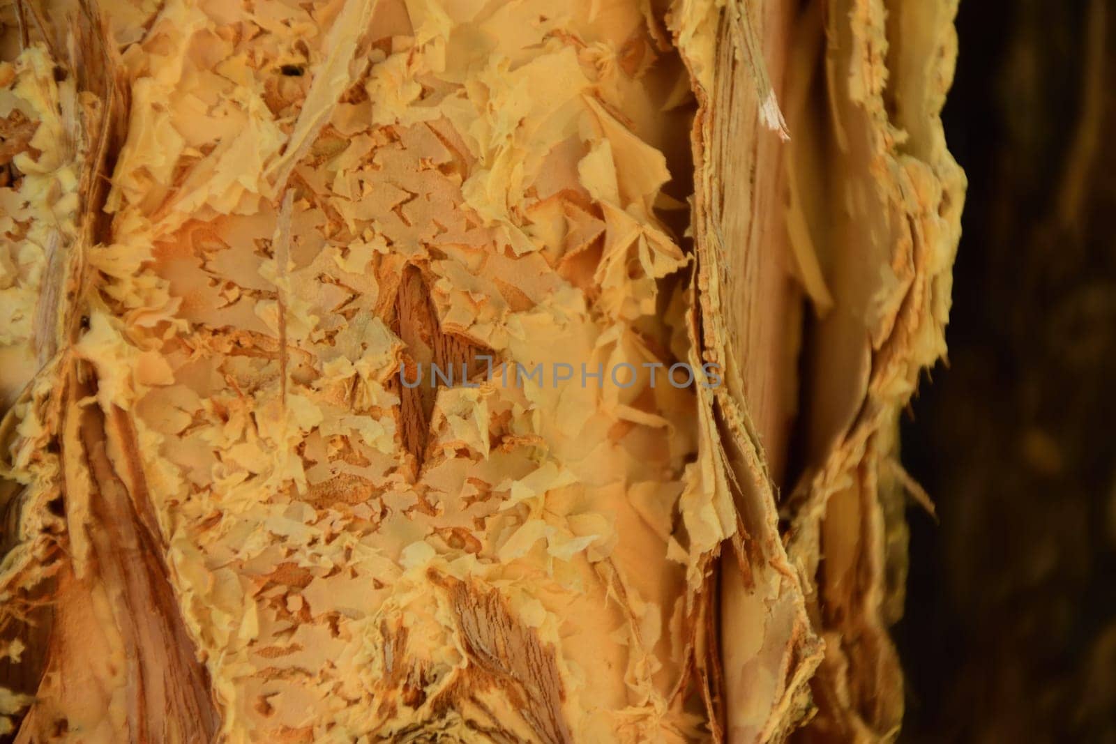A close up of the trunk of a paperbark tree