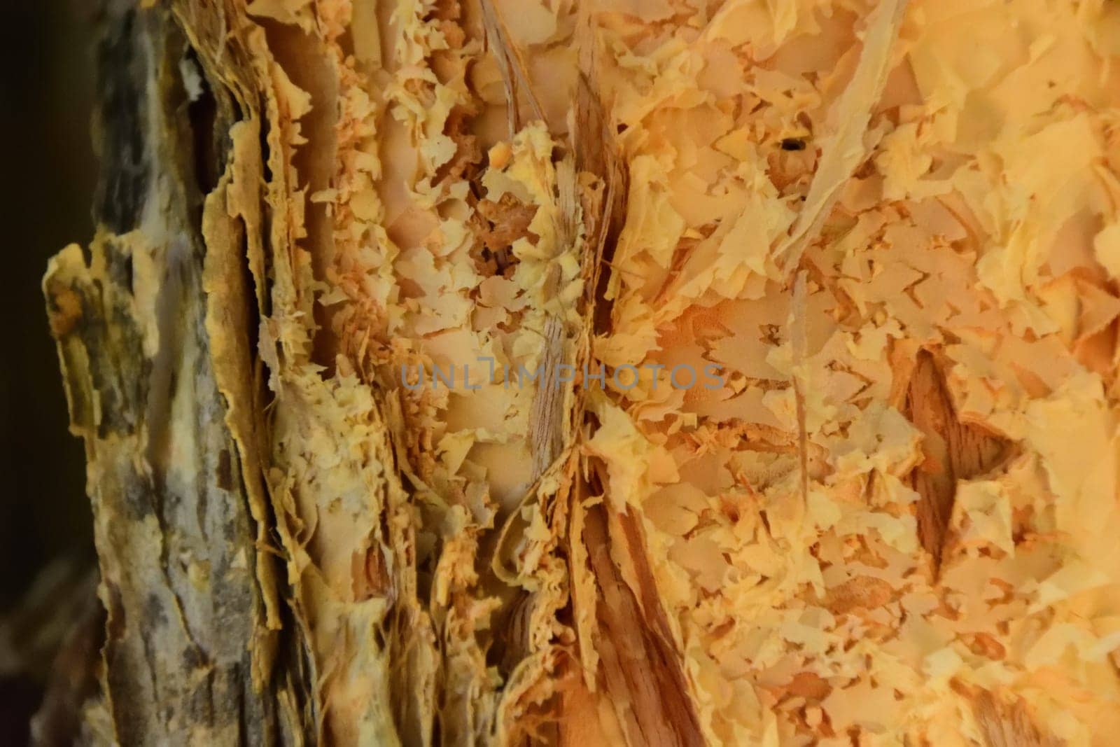 A close up of the trunk of a paperbark tree
