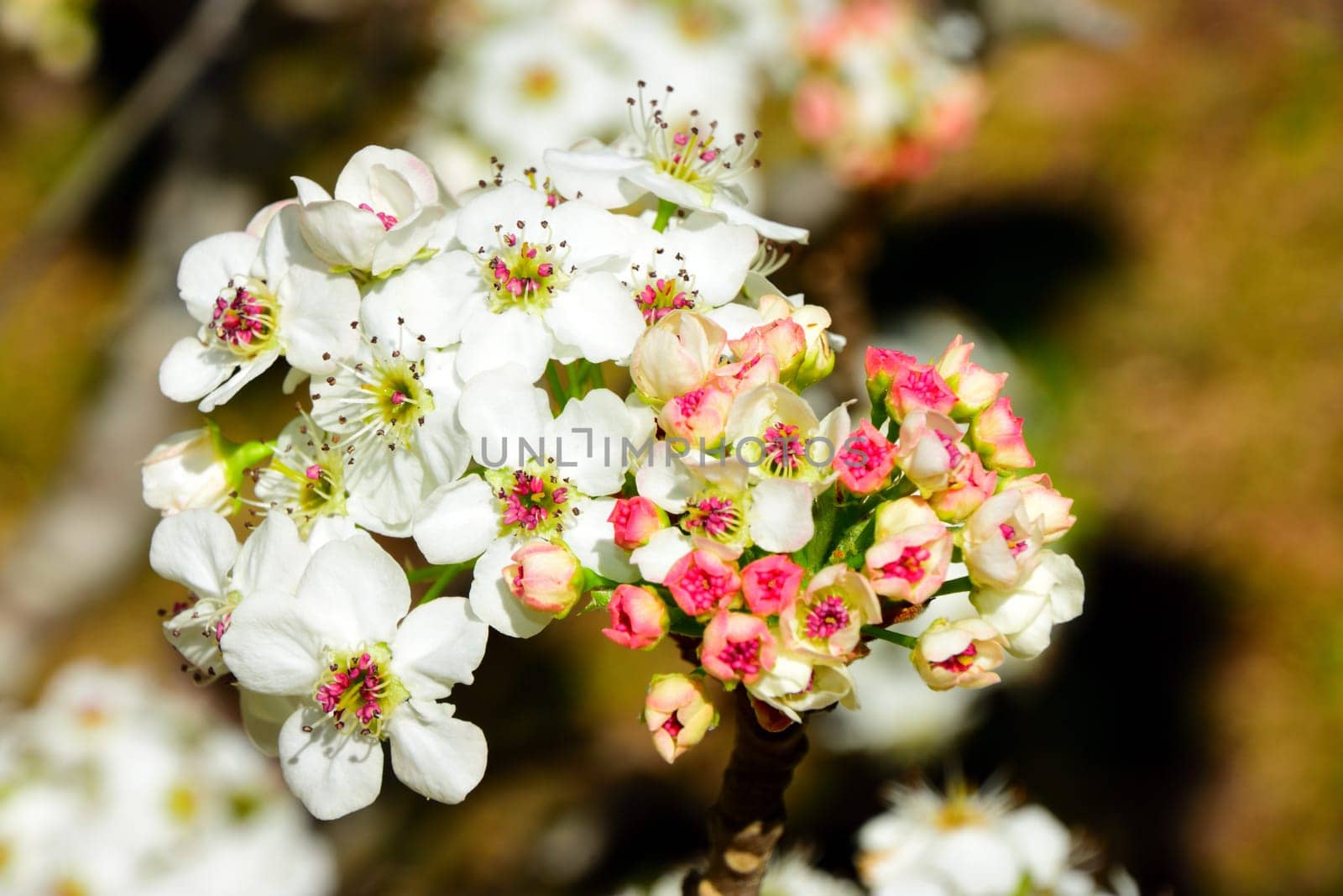 Bunches of pink blossoms on a tree