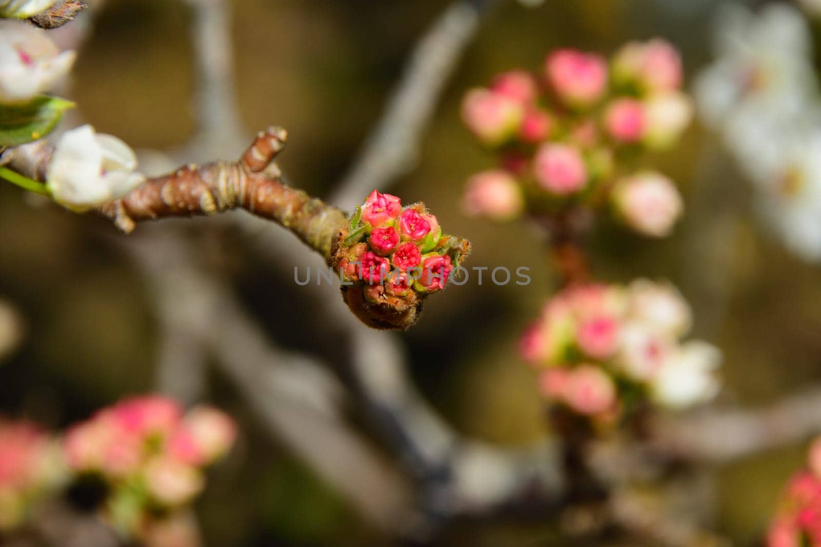 Bunches of pink blossoms on a tree