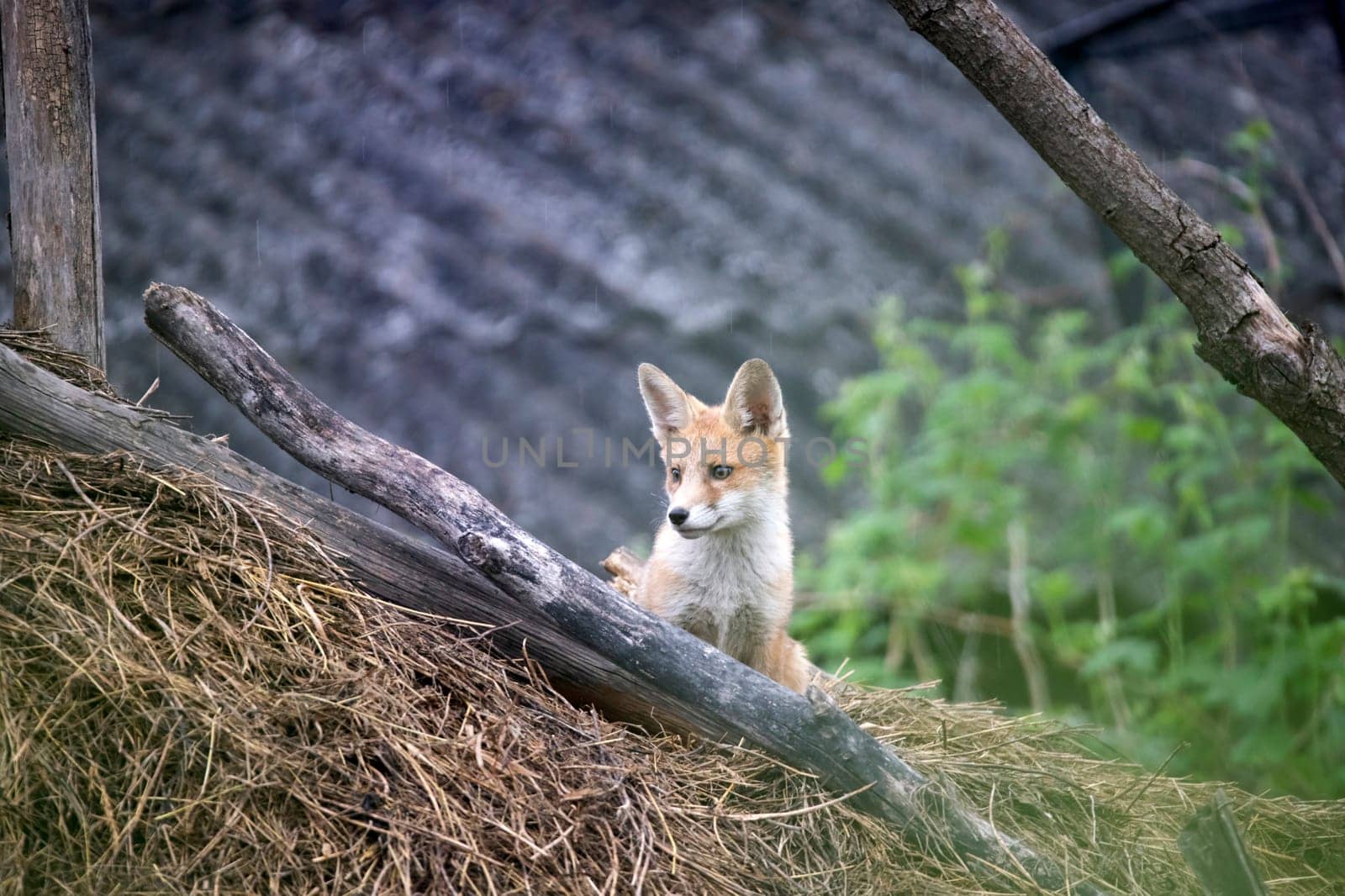 Red Fox (Vulpes vulpes) cub on a hay stack.