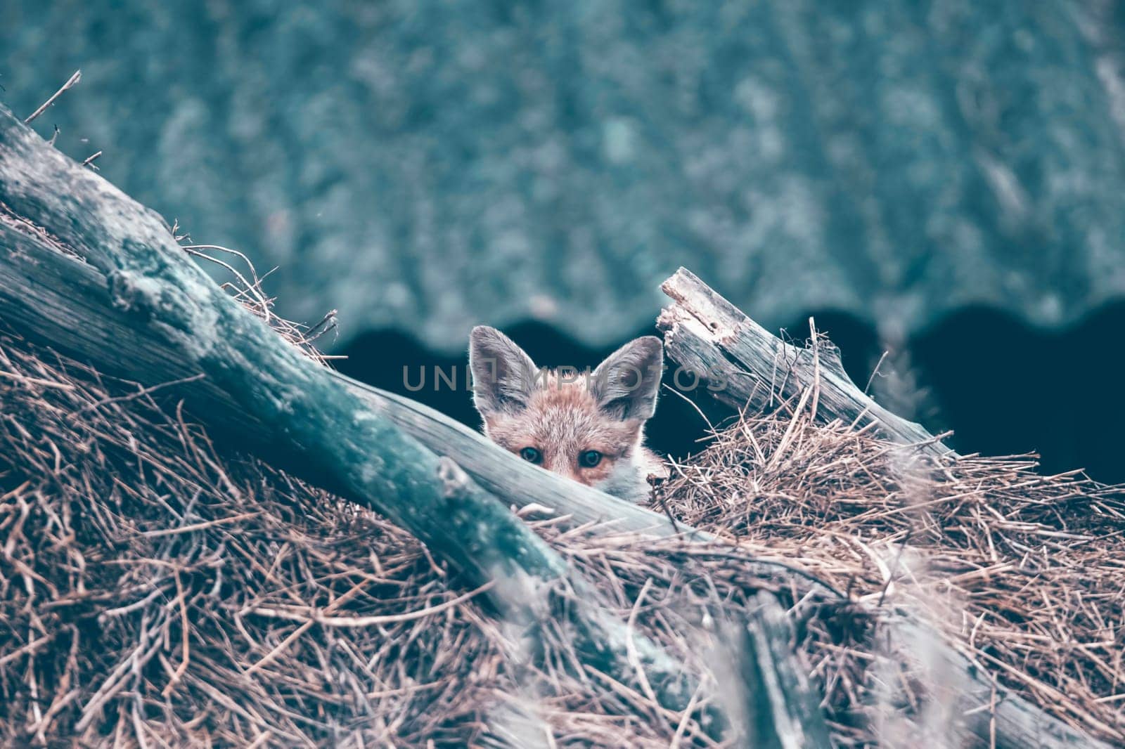 Red Fox (Vulpes vulpes) cub on a hay stack.