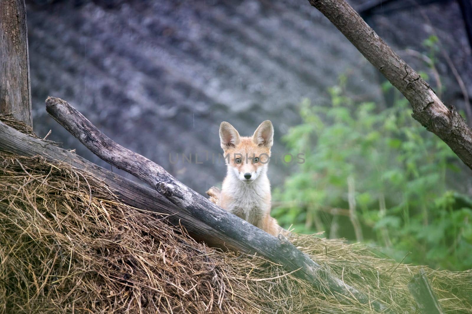 Red Fox (Vulpes vulpes) cub on a hay stack.