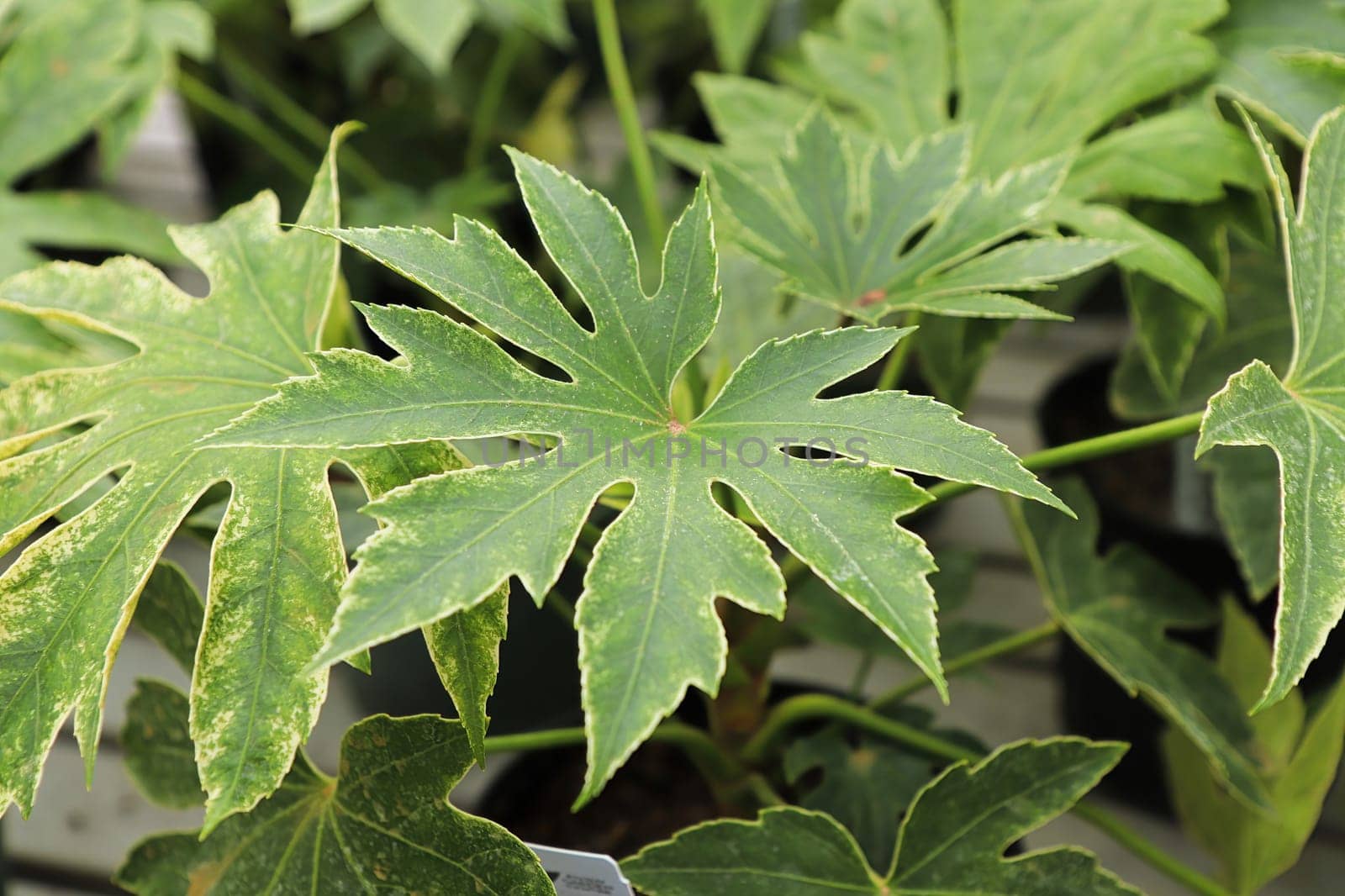 Closeup of the leaves on a Japonica Spider Web plant.