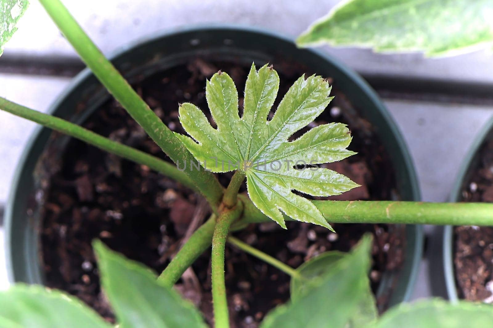 Macro of new leaf growth on a Spider Web plant.