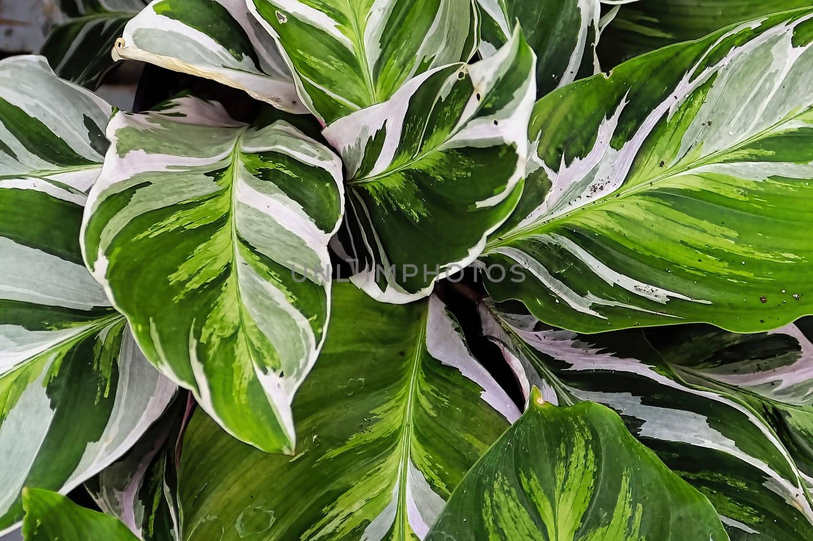 Bicolor leaves on the peacock calathea plant.