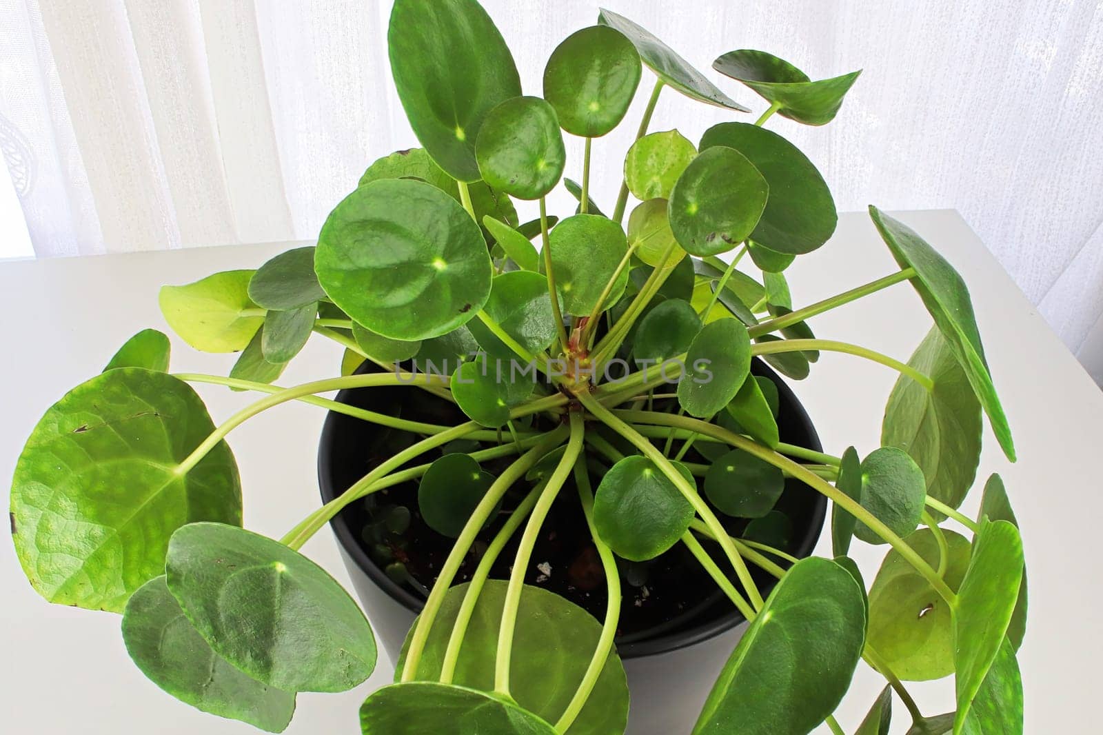 Macro photos of the leaves on a money pilea plant.