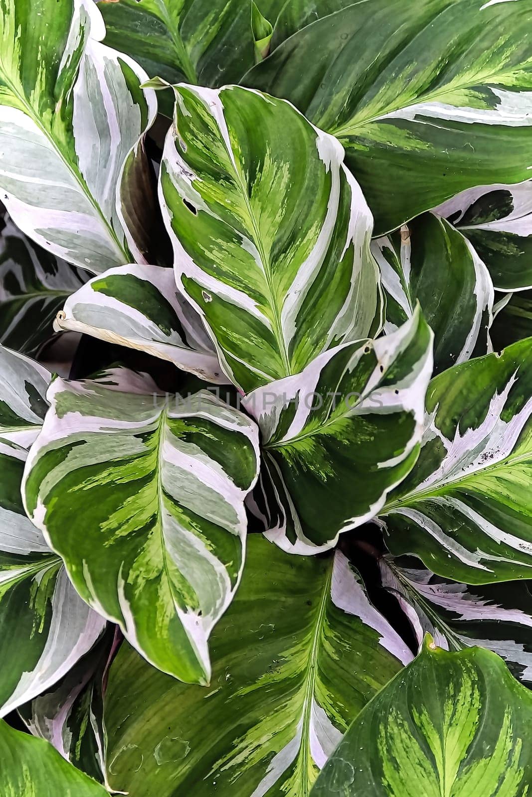Bicolor leaves on the peacock calathea plant.