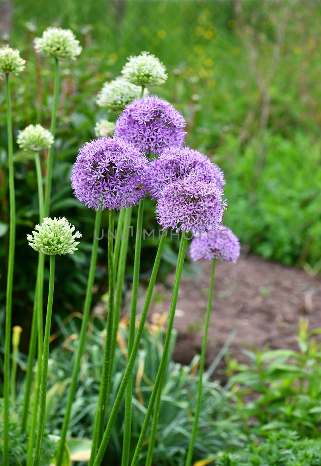 Allium
