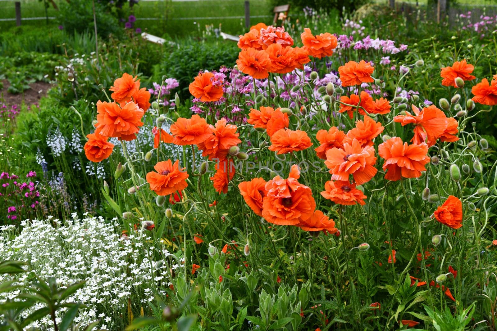 turkish poppies